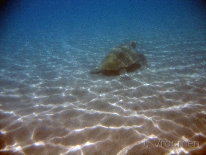 IMG_4949.JPG