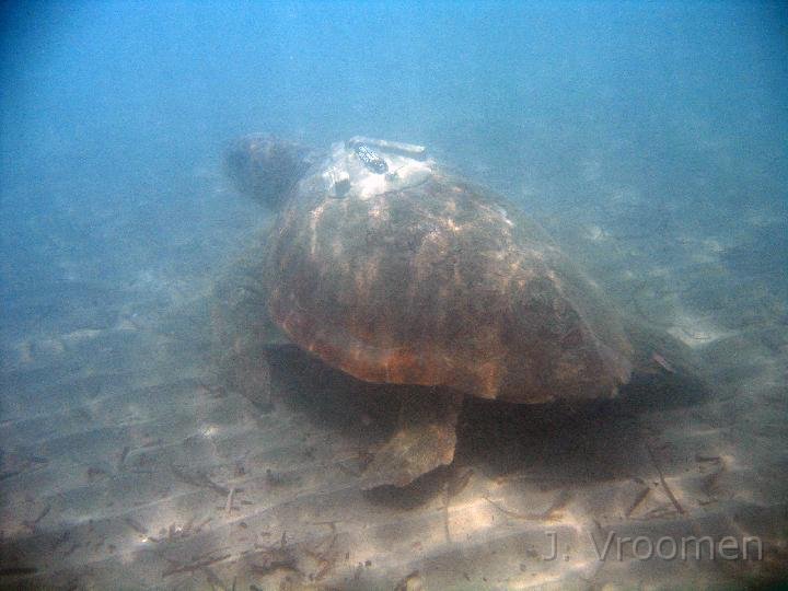 IMG_4988.JPG
