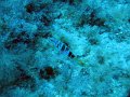 IMG_4731