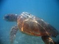 Schildpad